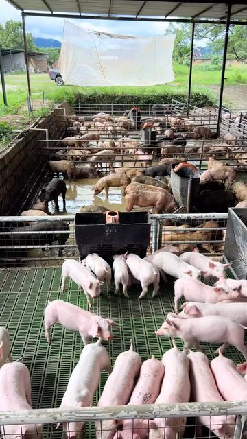 Commercial piggery with weaners and growers in clean slatted pens under a shaded roof