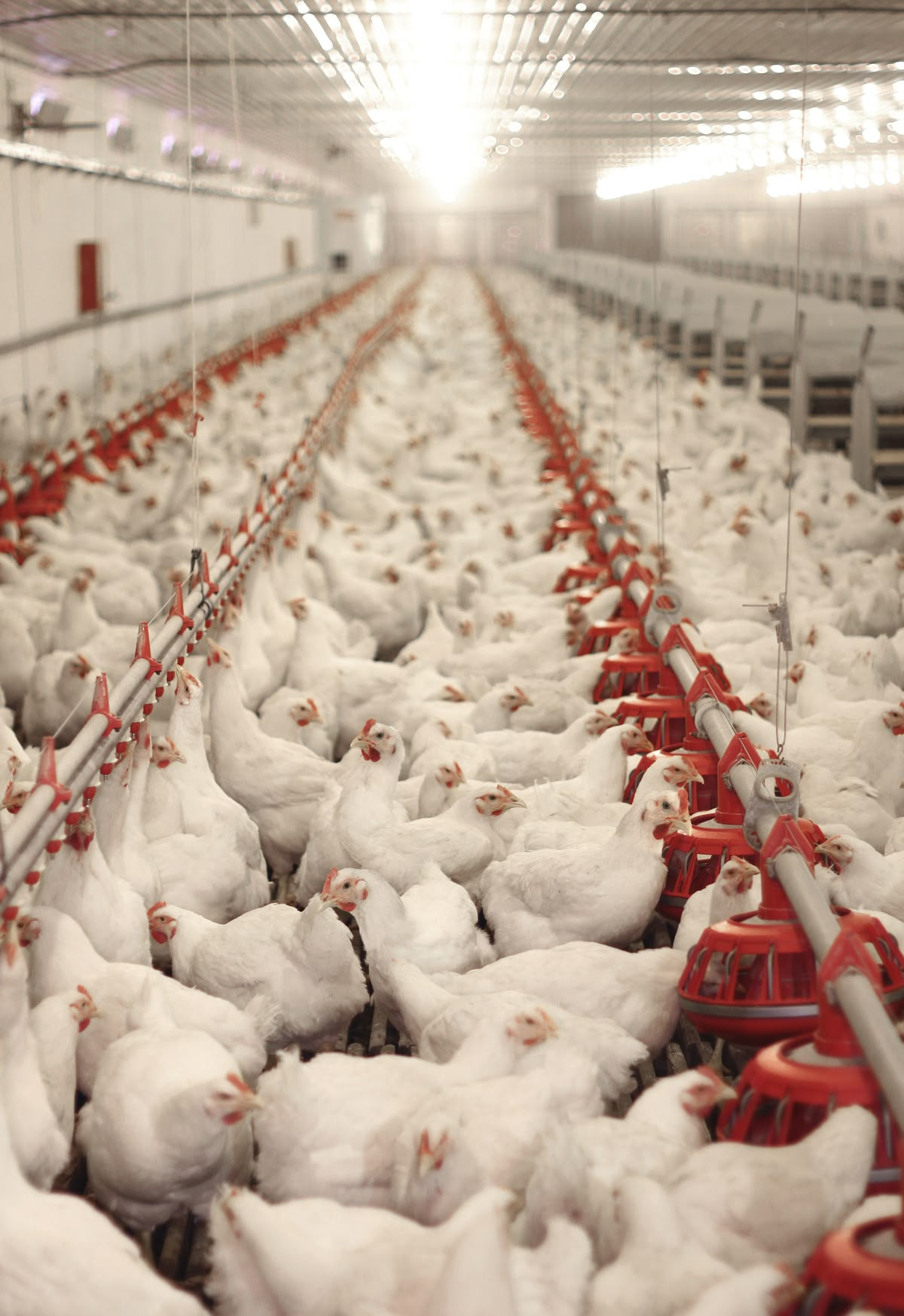 Modern climate-controlled broiler poultry house with automated feeders and drinkers